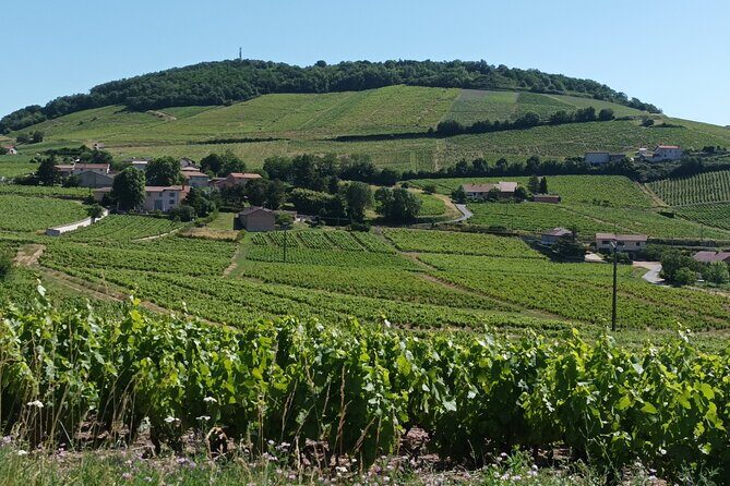Beaujolais 100% wine tour Small-Group Tour with Tasting from Lyon - The scenic drive to the Beaujolais area (and why you should pay attention)