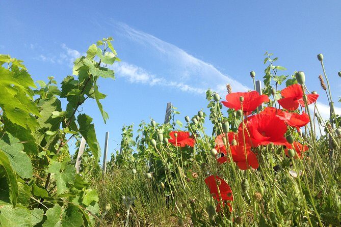 Beaujolais Crus Wines & Castles (9:00 am - 1:30 pm) - Small Group Tour from Lyon - Morning logistics from Lyon: Bellecour to the wine road