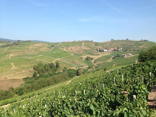 Beaujolais Crus Wines & Castles (9:00 am - 1:30 pm) - Small Group Tour from Lyon - Price and value: is $131.35 worth it?
