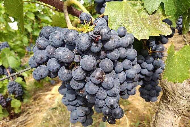 Beaujolais Half Day Wine Tasting Tour - Morning Timing: The 9:00 Start and the Pace You’ll Feel