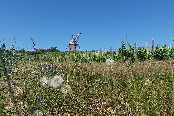 Beaujolais Region Wine Tasting Private Day Tour from Lyon - Timing and Logistics: 9 Hours That Move Like a Guided Story