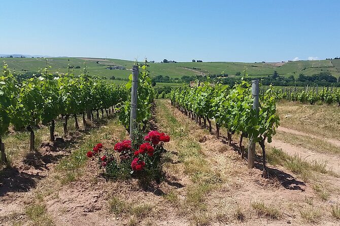 Beaujolais Region Wine Tasting Private Day Tour from Lyon - Côte de Brouilly and Fleury: Why This Part of Beaujolais Works for a Tasting Day