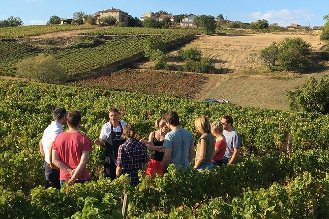 Beaujolais Wine Discovery - Half Day - Small group tour from Lyon - Should you book this tour?