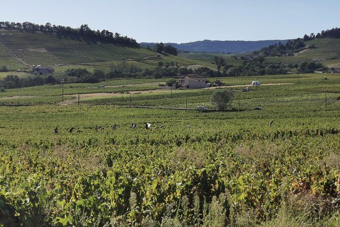 Beaujolais wine tour from Lyon half day - Key Highlights You’ll Care About