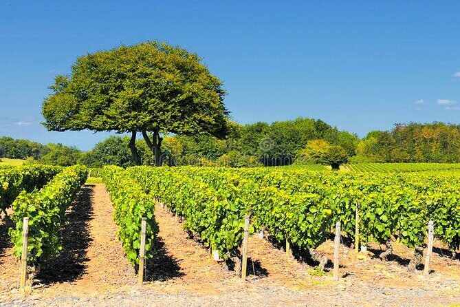 Beaujolais wine tour from Lyon half day - Oingt and the Golden Stones Area: Your First Tastings and Vineyard Story