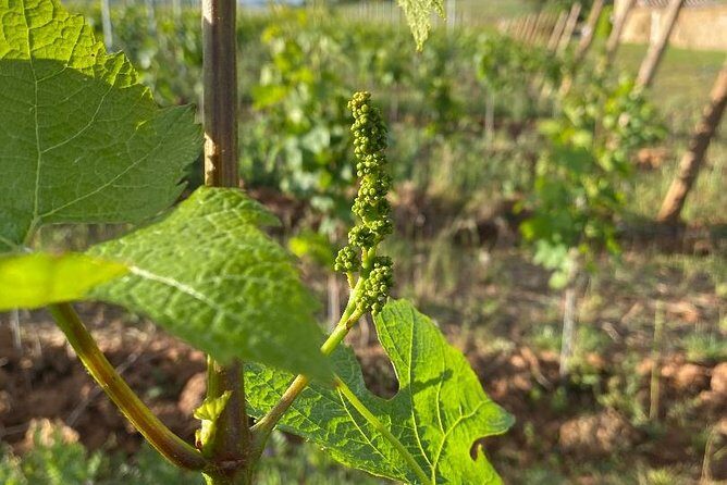 Cheese and Wine Accord Tour at Château de Champ-Renard - Key things to know before you go