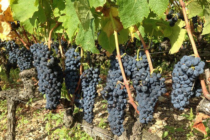 Cotes du Rhone Wine Tour (9:00 am to 5:15 pm) - Small Group Tour from Lyon - Meeting in Bellecour: the day starts organized, not hurried