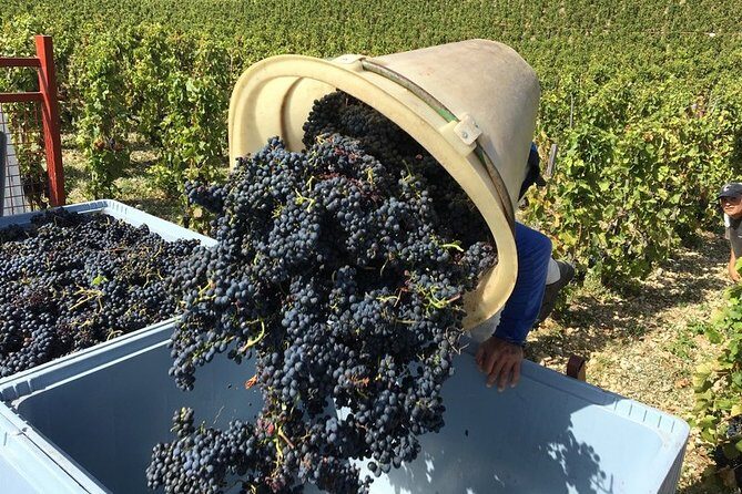 Cotes du Rhone Wine Tour - Private Tour - Full Day From Lyon - The tasting pacing: 17–18 wines without losing your brain