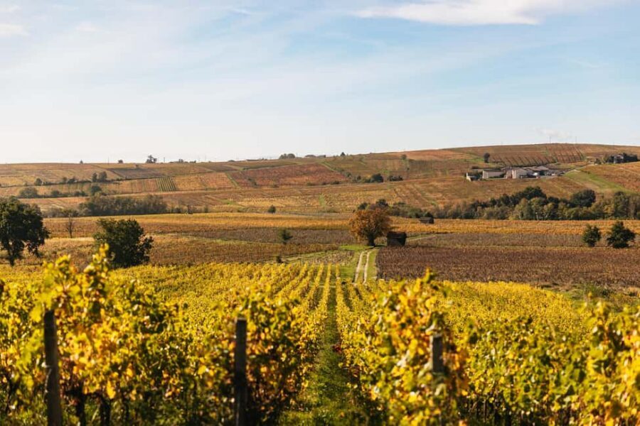 From Lyon: Beaujolais Wine Tour with Tastings - Key moments that make this tour worth your time