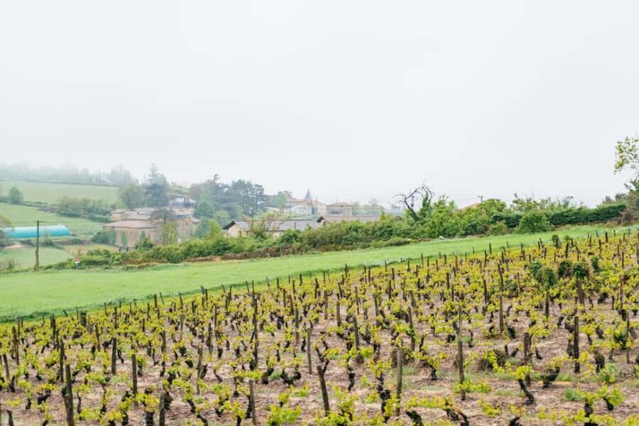 From Lyon: Golden Stones Beaujolais Wine Tasting Tour - Terroir talk and the vineyard-side tasting: where the wine lesson clicks