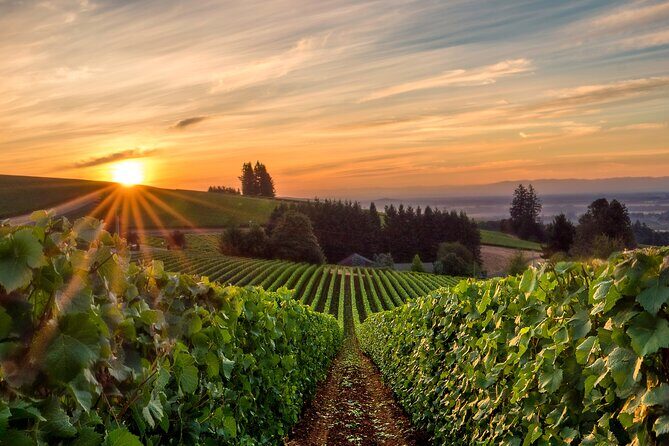 Full Day Guided Wine Tour with Tasting and Lunch - Chapelle Saint-Christophe: cellars, winemakers, and a more intimate Rhône Valley feel