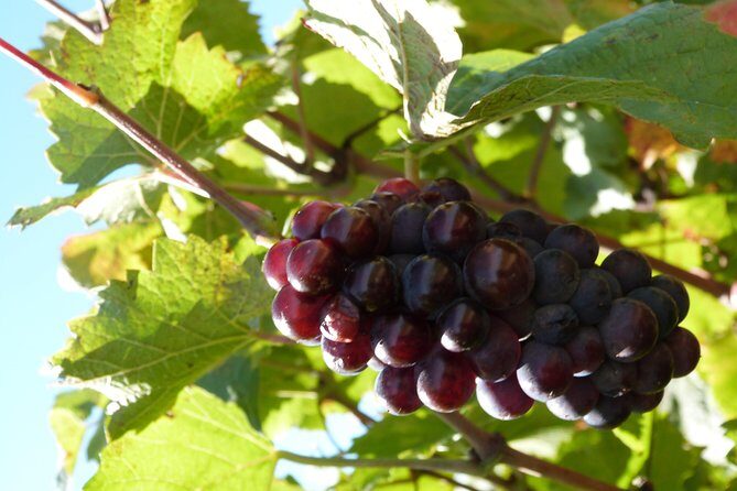 Golden stones Beaujolais Wine Tour with Tastings from Lyon - Practical tips before you go: water, footwear, and how to pace yourself
