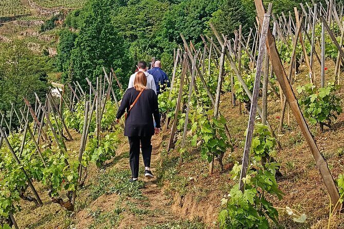 Guided Day Tour and Wine Tasting Northern Rhône Valley - Condrieu stop: steep slopes, real viticulture, and how the year works