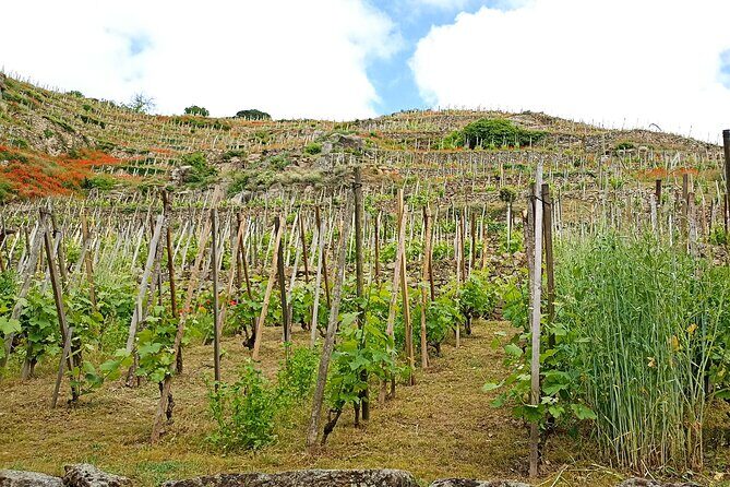 Guided Day Tour and Wine Tasting Northern Rhône Valley - What you’ll learn to taste in Northern Rhône (Syrah, Viognier, Marsanne)