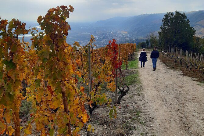 Guided tour and wine tasting Northern Rhône Valley - Key takeaways from this Lyon-to-Rhône tasting loop