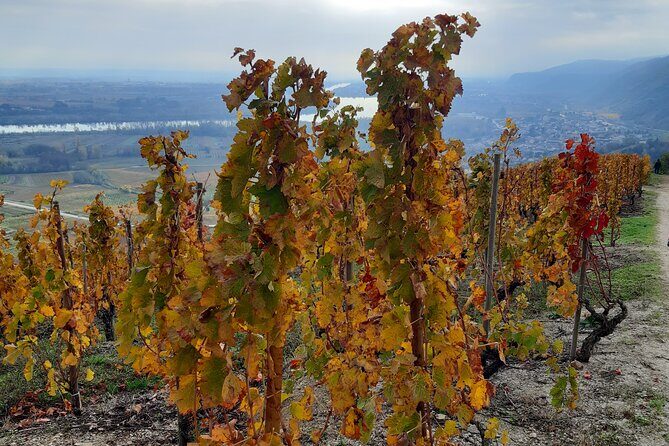 Guided tour and wine tasting Northern Rhône Valley - Ampuis estate tasting: second pour, different estate feel