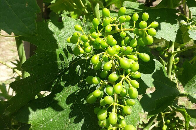 Guided tour and wine tasting Northern Rhône Valley - What you’ll taste in real life: more than one simple white or red