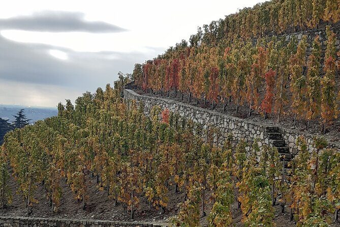 Guided tour and wine tasting Northern Rhône Valley - Transport and comfort: Mercedes van, small group, and a driver you trust