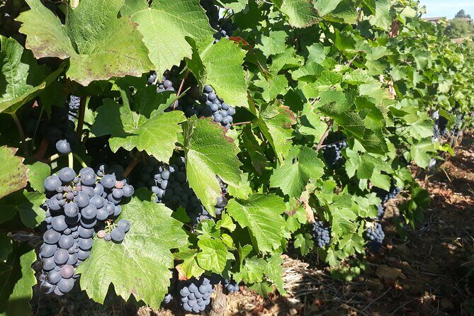Guided tour and wine tasting Northern Rhône Valley - Condrieu stop: steep-slope vines and the quick scenic lesson
