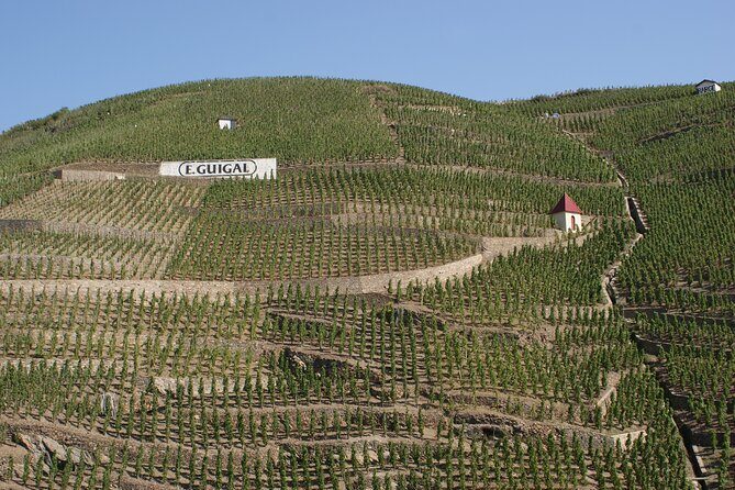 Half-Day Cotes du Rhone Private Wine Tour from Lyon - Condrieu and Viognier: where the story connects to the flavor