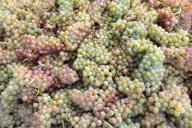 Half-Day Cotes du Rhone Private Wine Tour from Lyon - Tupin-et-Semons: a first family winery visit and a vineyard-focused tour
