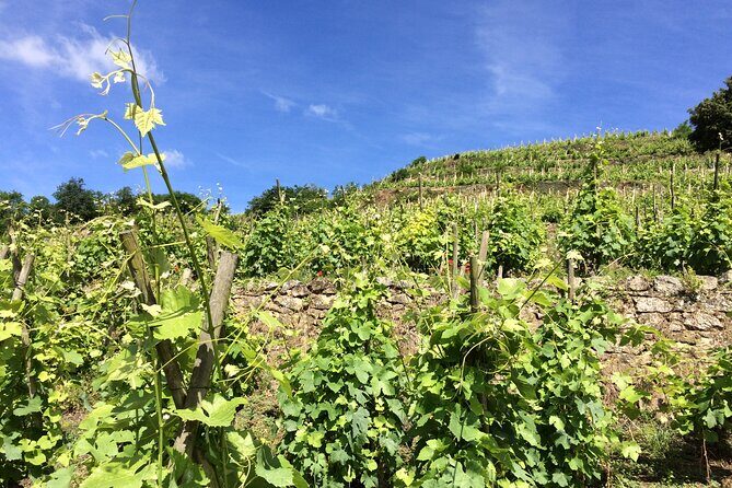 Half-Day Cotes du Rhone Private Wine Tour from Lyon - Ampuis and the steep slopes: why 30–60 degree hills matter