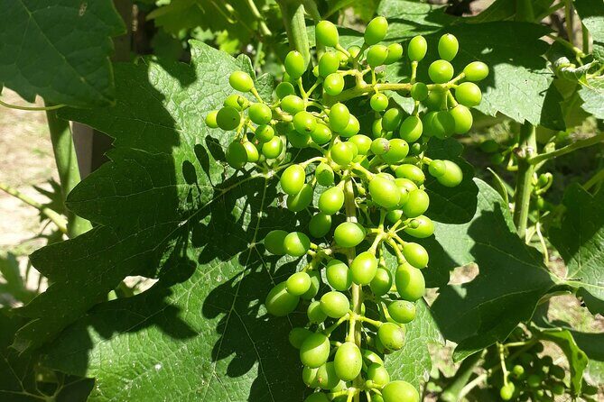 Half-Day Guided Tour with Tasting of Beaujolais Wines - Why the $119.27 price can feel fair