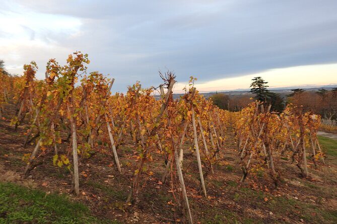 Northern Rhône Valley From Lyon Full day - The tasting format: up to 12 wines, 3cl pours, and smarter sipping
