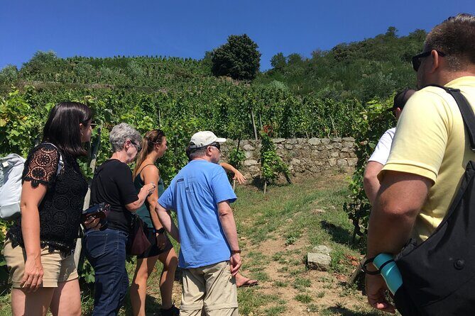 Northern Rhône Valley Wine tour from Lyon Half Day - Key points to know before you go