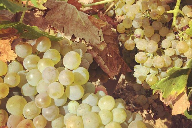 Northern Rhône Valley Wine tour from Lyon Half Day - Northern Rhône in Half a Day: what you really get