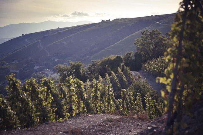 Rhône Valley Wine Tasting Private Day Tour from Lyon - A Smart Way to See the Northern Rhône From Lyon