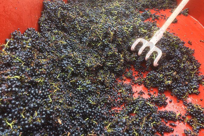 Southern Burgundy Wine Tour - Full Day Shared tour from Lyon - Fuissé at a family estate: where the tasting gets serious