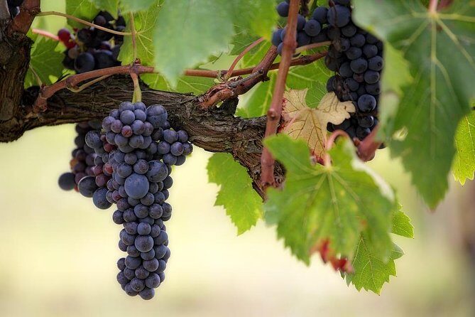 The Original Syrah Wine Tour (2:00 pm - 6:30 pm) - Small Group Tour from Lyon - Bellecour Square to the Rhône in a small, comfortable van