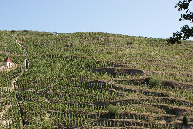 The Original Syrah Wine Tour (2:00 pm - 6:30 pm) - Small Group Tour from Lyon - Ampuis and the steep logic of Côte-Rôtie