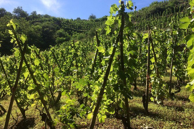 The Original Syrah Wine Tour (2:00 pm - 6:30 pm) - Small Group Tour from Lyon - The tasting math: 11/12 wines and what you learn from that many pours