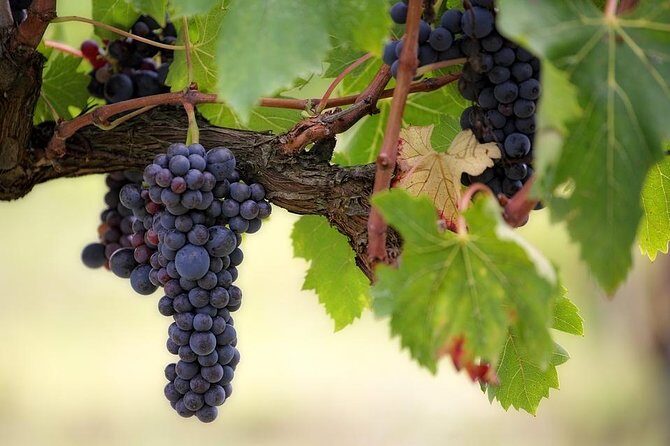 The Original Syrah Wine Tour (9:00 am - 1:30 pm) - Small Group Tours from Lyon - Key highlights at a glance