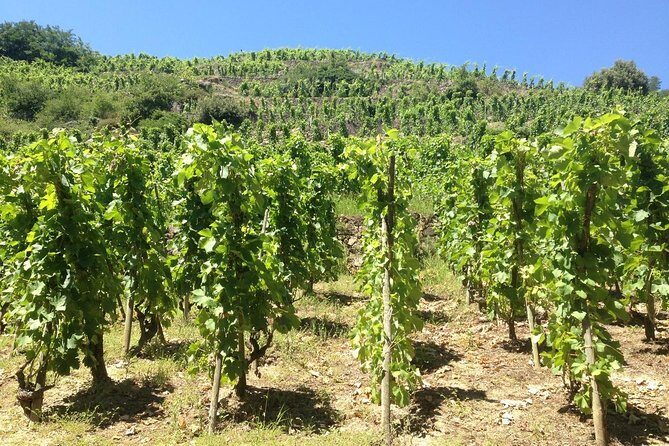 The Original Syrah Wine Tour (9:00 am - 1:30 pm) - Small Group Tours from Lyon - Tupin-et-Semons: private vineyard work, then a full tasting lineup