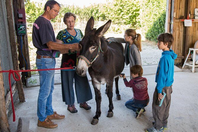 Walks and hikes with donkeys - Donkeys, safety, and the kind of start that makes hiking easier