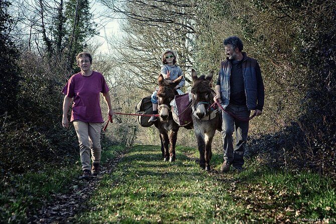 Walks and hikes with donkeys - The real value: equipment, guided handling, and animal respect
